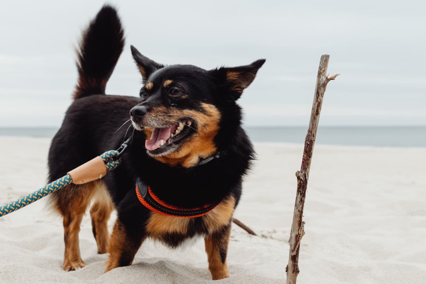 Dog on a beach on a sunny day