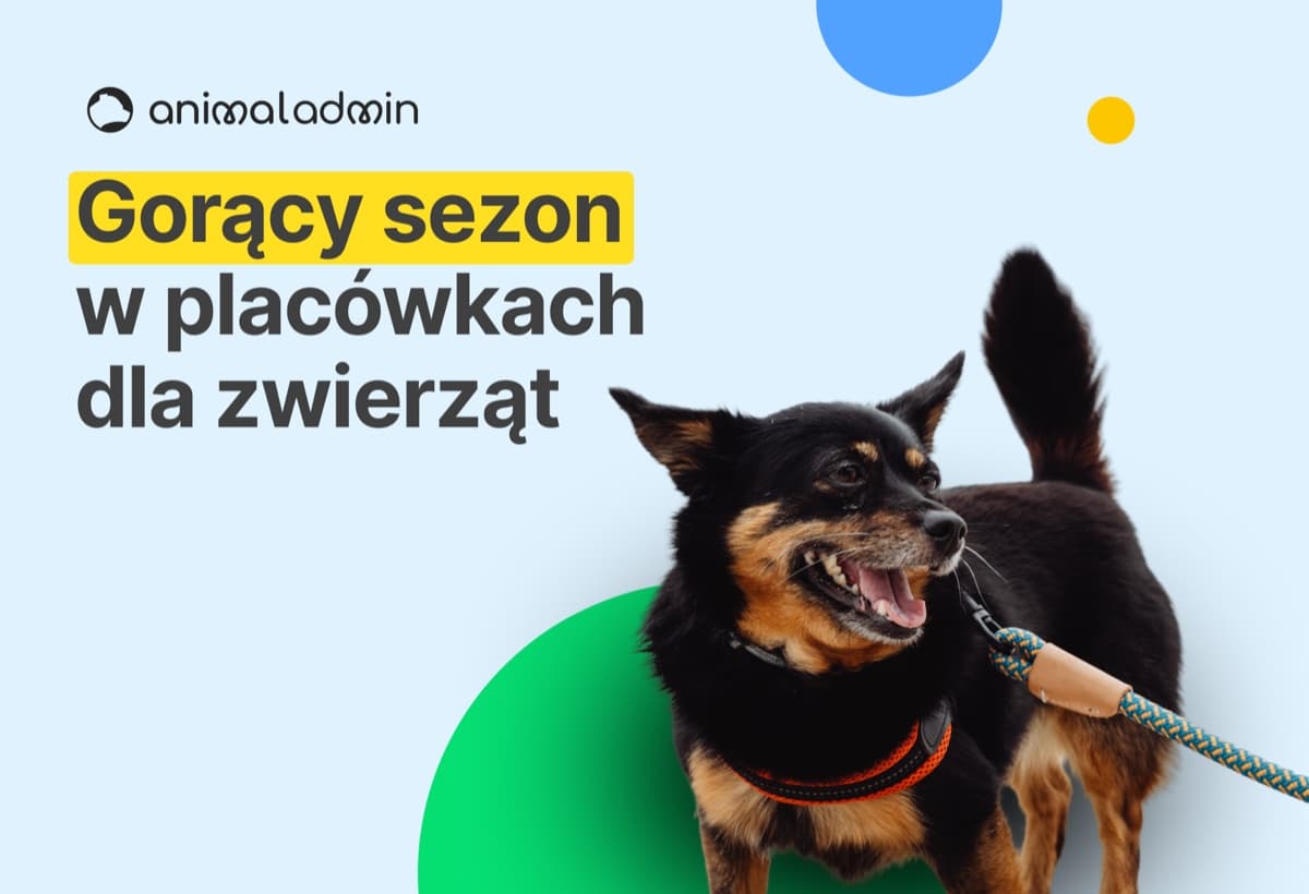 Sezon na upały w hotelu i świetlicy dla zwierząt – jak przygotować klientów?