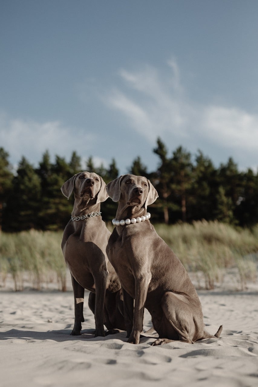 Two Weimaraners sitting on sandy coastal dunes