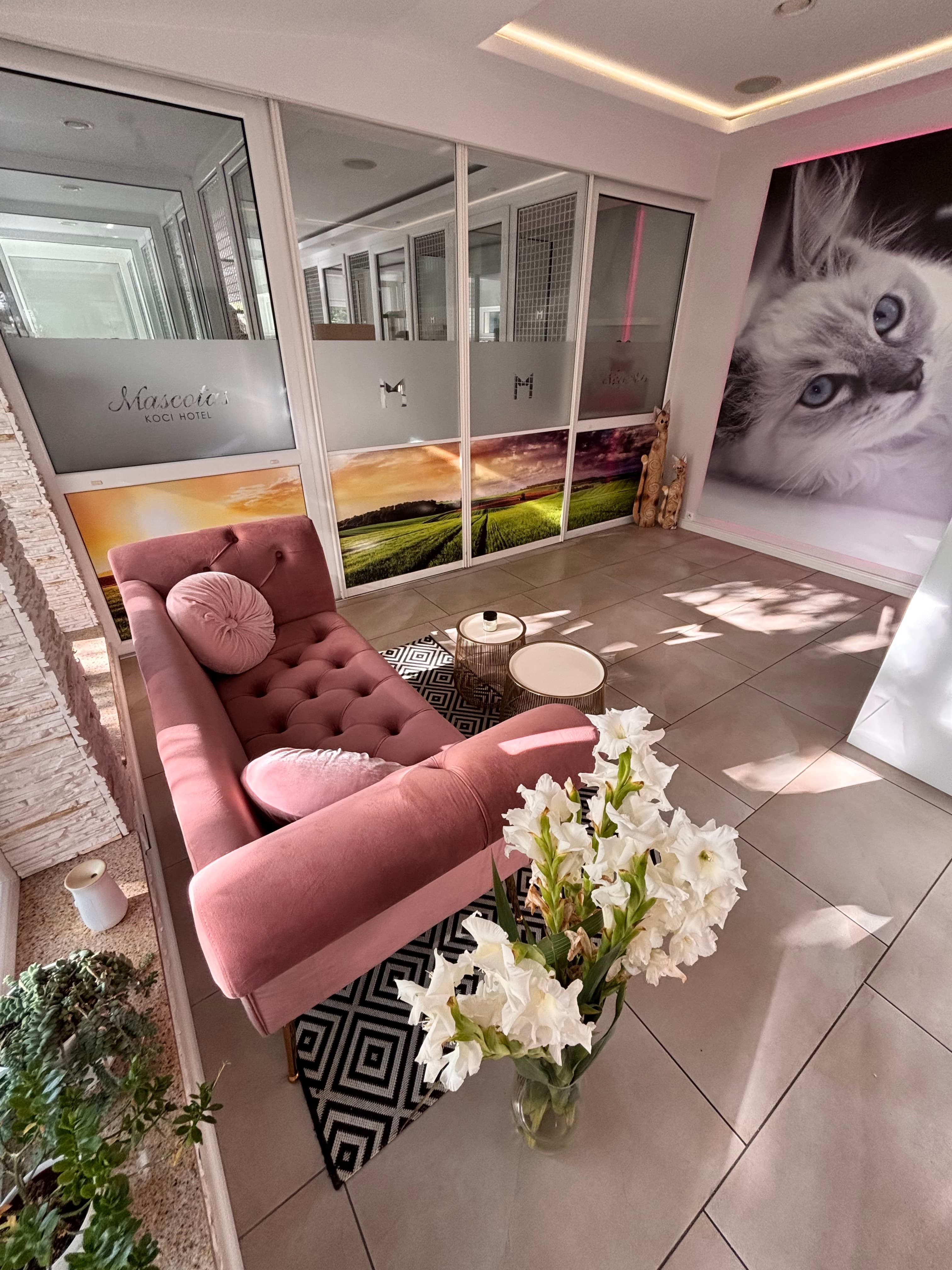 The reception area and cat accommodation at Hotel Mascotas.